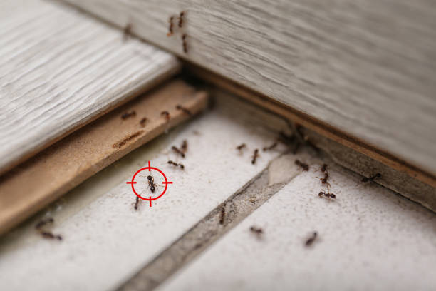 Best Commercial Pest Control Services  in Hamilton, MO