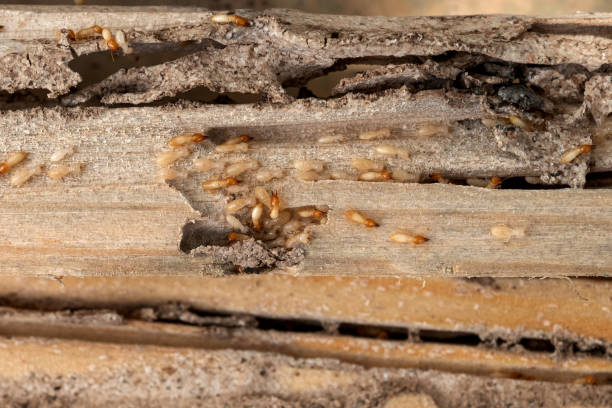 Best Pest Prevention Services  in Hamilton, MO