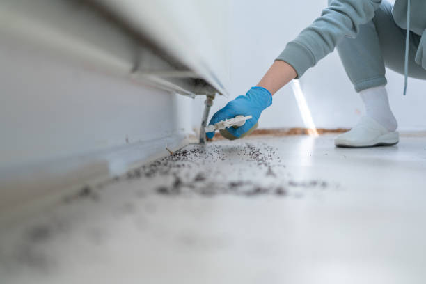Best Insect Control  in Hamilton, MO